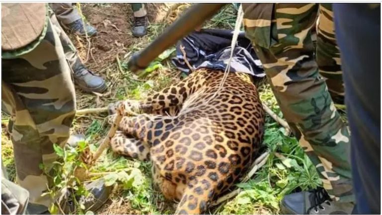 ತಮಿಳುನಾಡಿನಲ್ಲಿ ಏಳು ಜನರ ಮೇಲೆ ದಾಳಿ ಮಾಡಿದ್ದ ಚಿರತೆ ಸೆರೆ… tamilnadu