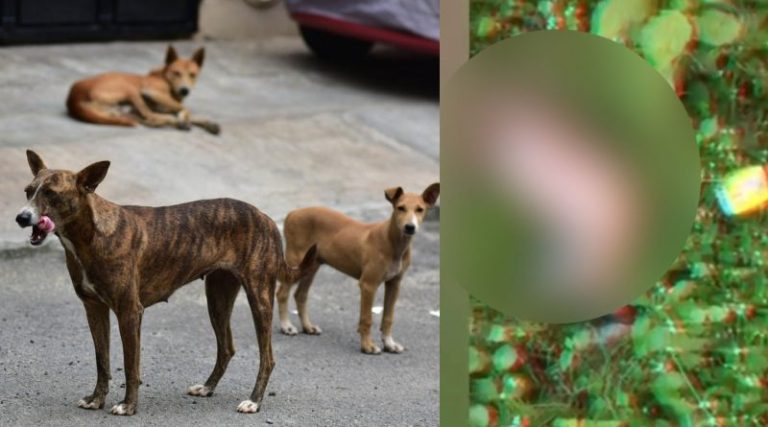 ಹಸುಗೂಸನ್ನು ಹರಿದು ತಿಂದ ನಾಯಿಗಳು..! dog