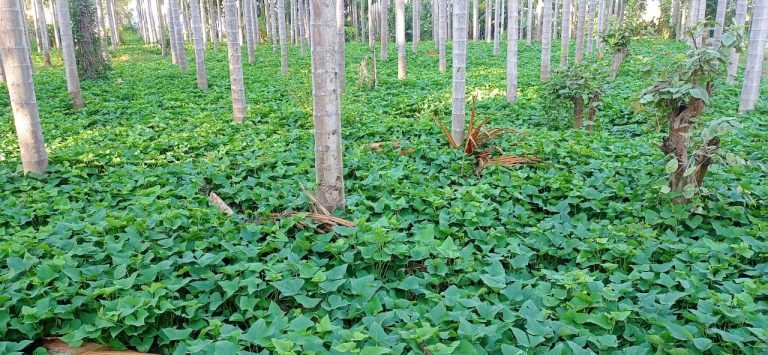 ರೈತರಿಗೆ ವರದಾನ: ತೋಟದ ತೇವಾಂಶ ಕಾಪಾಡುವ ಗೆಣಸಿನ ಬಳ್ಳಿ genasina balli