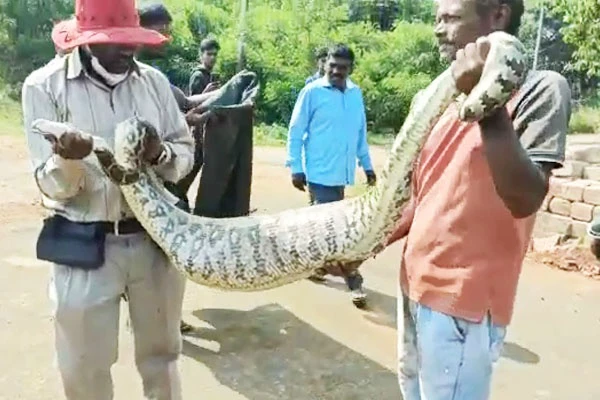 ಮಾಲಿಕನ ಕಣ್ಣಮುಂದೆಯೇ ಮೇಕೆ ಮರಿಯನ್ನು ನುಂಗಿದ ಹೆಬ್ಬಾವು! chikkamagalluru