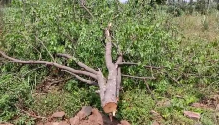 ಬಾಗಲಕೋಟೆ ಚಿಮ್ಮಡದಲ್ಲಿ ಗಂಧದ ಮರ ಕದ್ದ ಖತರ್ನಾಕ್ ಕಳ್ಳರು..! gandha