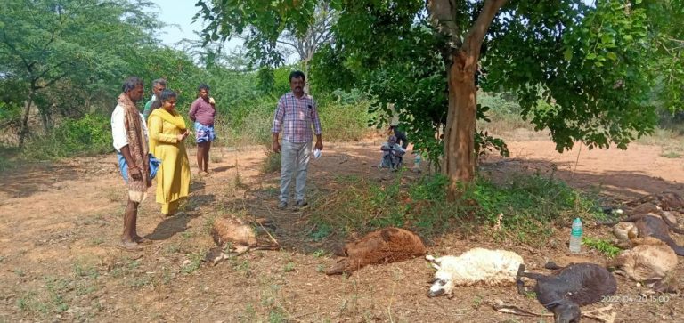 ಸಿಡಿಲು ಬಡಿದು 11 ಕುರಿ, 1 ಮೇಕೆ, 1 ಟಗರು ಬಲಿ!