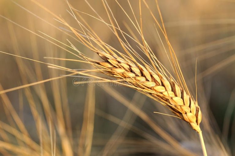 ತಕ್ಷಣವೇ ಜಾರಿಗೆ ಬರುವಂತೆ ಗೋಧಿ ರಫ್ತು ನಿಷೇಧ godi