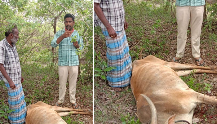 ಉಳುಮೆ ಮಾಡುವ ಎತ್ತನ್ನು ಬಲಿ ಪಡೆದ ಹುಲಿ: ಗ್ರಾಮಸ್ಥರಲ್ಲಿ ಆತಂಕ h d kote