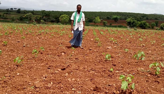 ಹತ್ತಿ ಬೆಳೆನಾಶ ಮಾಡಿದ ಕಾಡಾನೆಗಳು: ಅಳಲು ತೋಡಿಕೊಂಡ ರೈತ hattibele