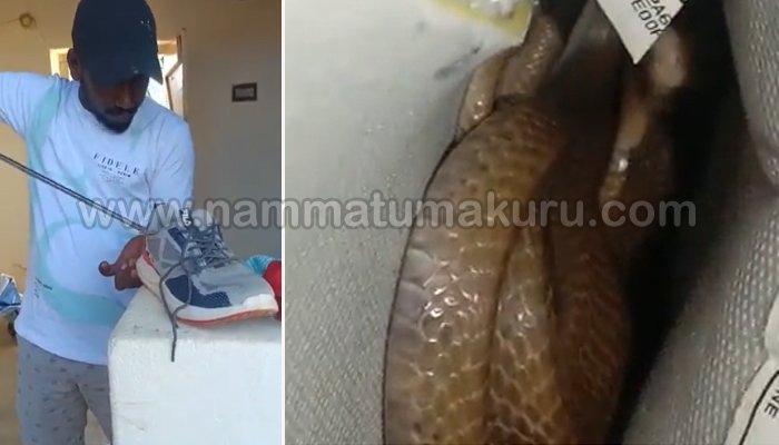 ಶೂ ಧರಿಸಲು ನೋಡಿದಾಗ ಬುಸುಗುಡುವ ಸದ್ದು: ಸ್ವಲ್ಪದರಲ್ಲೇ ಬಚಾವ್ ಆದ ವ್ಯಕ್ತಿ tumakuru