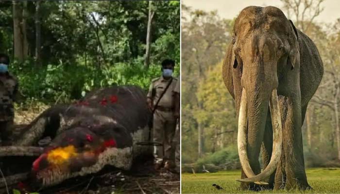 ರಾಜ ಗಾಂಭೀರ್ಯದ ಮಿಸ್ಟರ್ ಕಬಿನಿ ಭೋಗೇಶ್ವರ ಆನೆ ಇನ್ನಿಲ್ಲ bhogeshwar