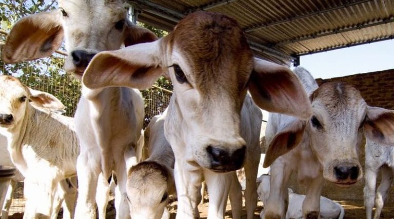 ಗೋಹತ್ಯೆ ಮಾಡುತ್ತಿದ್ದ ಶೆಡ್ ಮೇಲೆ ದಾಳಿ, 500 ಕೆ.ಜಿ. ದನದ ಮಾಂಸ ಪತ್ತೆ govu