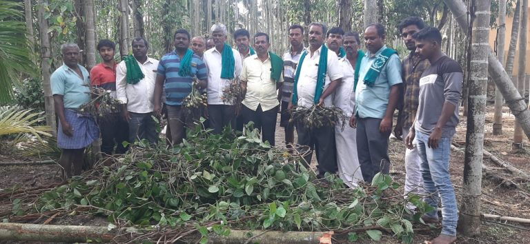 ಜಂಗಲ್ ತೆರವಿನ ನೆಪವೊಡ್ಡಿ ಫಲ ಕೊಡುತ್ತಿದ್ದ ಅಡಿಕೆ ಮರ ನೆಲಕ್ಕುರುಳಿಸಿದ ಬೆಸ್ಕಾಂ ಸಿಬ್ಬಂದಿ! gubbi