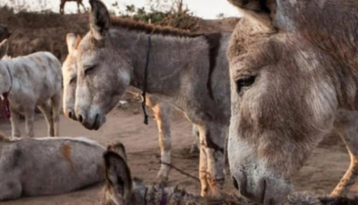 ಇಂಜನಿಯರಿಂಗ್ ಕೆಲಸ ಬಿಟ್ಟು ಕತ್ತೆ ಹಾಲು ಮಾರಲು ಆರಂಭಿಸಿದ ವ್ಯಕ್ತಿ…ಆರ್ಡರ್ ಬಂದಿದ್ದು 17 ಲಕ್ಷ ರೂ..! kathe