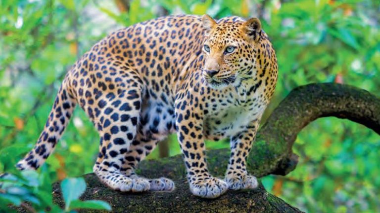 ಬೆಳಗಾವಿ ಜಿಲ್ಲೆಯಲ್ಲಿ ಚಿರತೆಗಳ ಭಯ, 52 ಶಾಲೆಗಳಿಗೆ ರಜೆ chirate