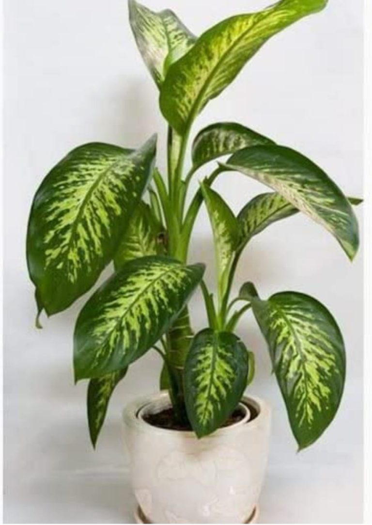 ಈ ಸಸ್ಯವನ್ನು ಬೆಳಸುವ ಮುನ್ನ ಎಚ್ಚರ ಸಾವು ಹತ್ತಿರವಿದ್ದಂತೆ plant