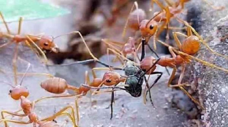 ಇರುವೆಗಳ ದಾಳಿಗೆ ಹೆದರಿ ಊರು ಬಿಟ್ಟ ಜನ odisha