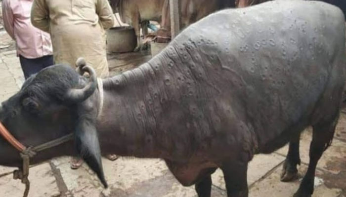 ಗಂಟುರೋಗ ಚಿಕಿತ್ಸೆಗೆ 13 ಕೋಟಿ ರೂ. ಪರಿಹಾರ ಬಿಡುಗಡೆ ಮಾಡಿದ ರಾಜ್ಯ ಸರ್ಕಾರ gantu roga