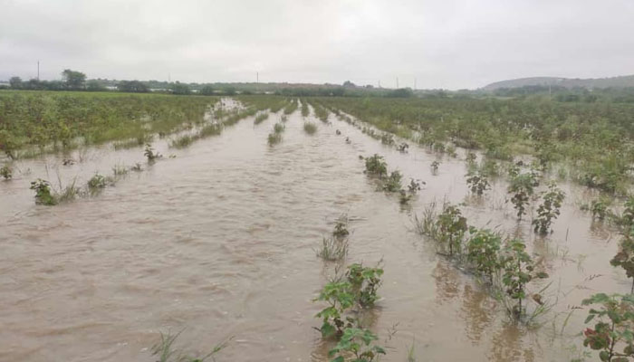 ಭಾರೀ ಮಳೆಗೆ ಬೆಳೆ ನಾಶ: ರೈತರ ಆತಂಕ rain