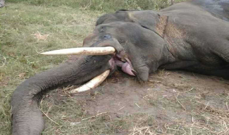 ಕಾಡಾನೆ ದಾಳಿಗೆ ದಸರಾ ಗಜಪಡೆಯ ಆನೆ ಗೋಪಾಲಸ್ವಾಮಿ ಬಲಿ! ane