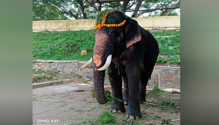 ಕಾಡಾನೆ ಅಯ್ಯಪ್ಪನ ದಾಳಿಗೆ ಬಲಿಯಾದ ದಸರಾ ಆನೆ ಗೋಪಾಲಸ್ವಾಮಿ gopalaswamy