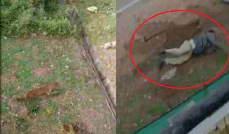 ಮೈಸೂರಿನಲ್ಲಿ ಕಾರ್ಯಾಚರಣೆ ವೇಳೆ ಮೂವರ ಮೇಲೆ ದಾಳಿ; ಕೊನೆಗೂ ಸೆರೆ ಸಿಕ್ಕ ಚಿರತೆ