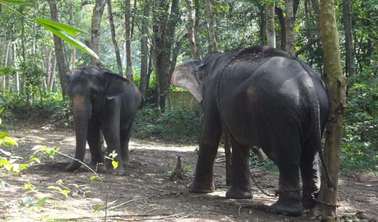 ಊಟ ಮಾಡಿಸಲು ಹೋದ ಮಾವುತನ ಬೆರಳು ಕಚ್ಚಿ ತುಂಡರಿಸಿದ ಮರಿಆನೆ ane