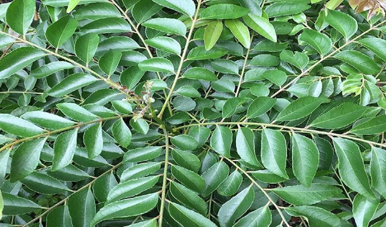 ನೋವು ನಿವಾರಕ ಕರಿಬೇವು bevu