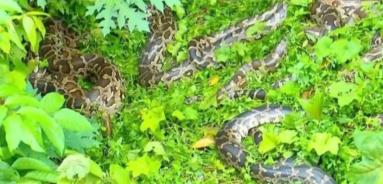 ಕೋಯಿಕ್ಕೋಡ್ನ ಕನೋಲಿ ಕಾಲುವೆಯಲ್ಲಿ ಹೆಬ್ಬಾವಿನ ಹಿಂಡು ಪತ್ತೆ. hebbav