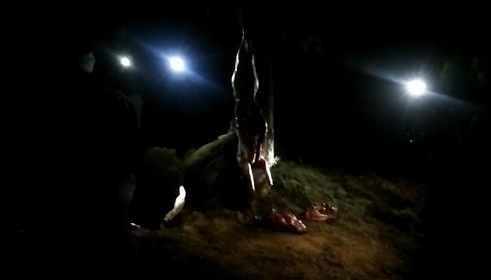 ರೈತರನ್ನು ಕಂಡು ಬೇಟೆಯಾಡಿದ ಜಿಂಕೆಯನ್ನು ಬಿಟ್ಟು ಪರಾರಿಯಾದ ಬೇಟೆಗಾರರು: ಅರಣ್ಯ ಇಲಾಖೆ ನಿರ್ಲಕ್ಷ್ಯಕ್ಕೆ ಜಿಂಕೆಗಳು ಬಲಿ nanjanagudu