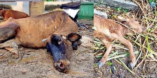 ಹಸುಗಳಿಗೆ ದಡಾರ ಲಸಿಕೆ dhadara