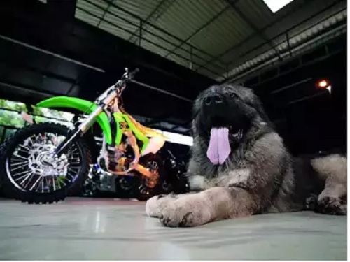 ಅತ್ಯಂತ ದುಬಾರಿ ಬೆಲೆಗೆ ನಾಯಿಯನ್ನು ಖರೀದಿಸಿದ ಮಾಲೀಕರು dog