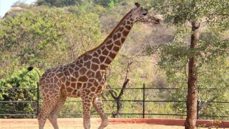 ಹಂಪಿಗೆ ಬಂತು ಆಫ್ರಿಕಾ ಜಿರಾಫೆ geraffe
