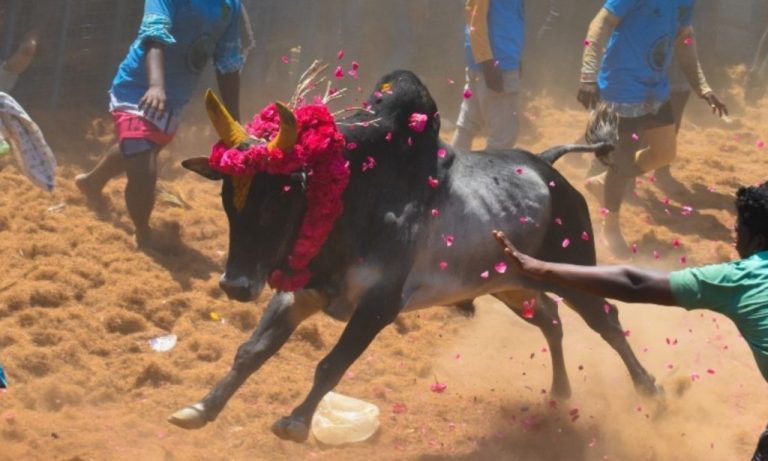 ತಮಿಳುನಾಡಿನಲ್ಲಿ ಜಲ್ಲಿಕಟ್ಟು ವೀಕ್ಷಿಸಲು ಬಂದಿದ್ದ ಬಾಲಕ ಗೂಳಿ ದಾಳಿಗೆ ಬಲಿ gulli