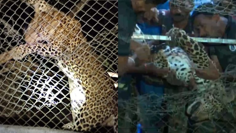 ಮನ್ನಾರ್ಕ್ಕಾಡ್ ಕೋಳಿ ಗೂಡಿನಲ್ಲಿ ಹುಲಿ ಸಿಲುಕಿ ಸಾವು hulli