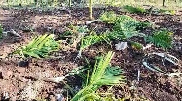 ಚಿಕ್ಕಮಗಳೂರು: ಕಾಡಾನೆಗಳ ದಾಳಿಯಿಂದ ಕಂಗೆಟ್ಟ ತರೀಕೆರೆ ರೈತರು kadane