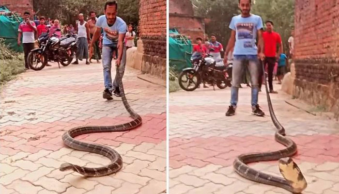 ಕಾಳಿಂಗ ಸರ್ಪದ ಜೊತೆ ಚೆಲ್ಲಾಟವಾಡಿದ ಯುವಕನ ಸ್ಥಿತಿ ಏನಾಯ್ತು ನೋಡಿ! king cobra