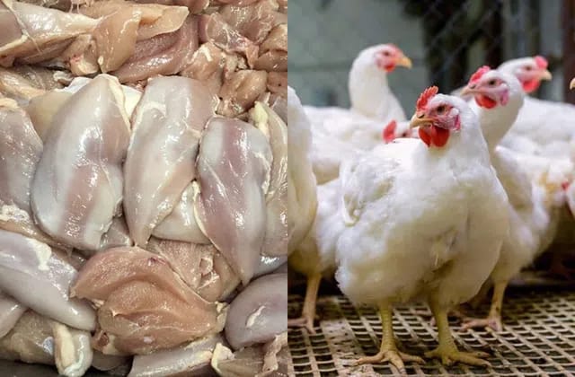 500 ಕೆಜಿ ಕೊಳೆತ ಕೋಳಿ ಮಾಂಸ ವಶ kolli