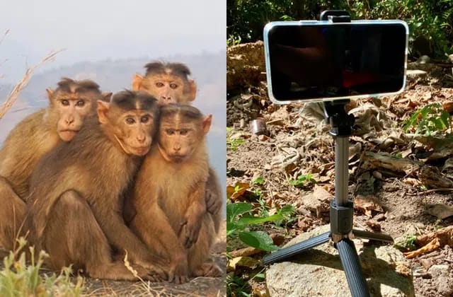 ಮಂಗಗಳೊಂದಿಗೆ ಸೆಲ್ಫಿ: ಯುವಕನ ಬಲಿ kothi