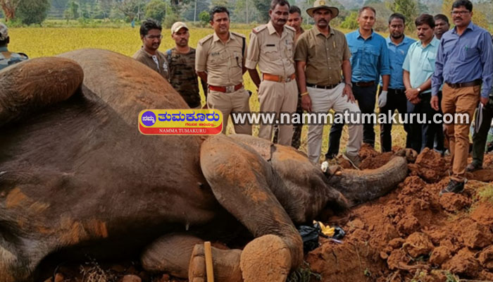 ಅಕ್ರಮವಾಗಿ ಅಳವಡಿಸಿದ್ದ ವಿದ್ಯುತ್ ತಂತಿಗೆ ಸಿಲುಕಿ ಪ್ರಾಣ ಬಿಟ್ಟ ಕಾಡಾನೆ saraguru