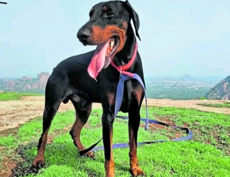 ಪೊಲೀಸ್ ಶ್ವಾನ ‘ರಾಮ್’ಹೃದಯಾಘಾತದಿಂದ ನಿಧನ swana