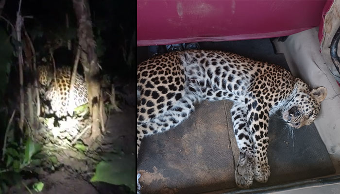 ಕಾಡು ಹಂದಿ ಹಿಡಿಯಲು ಇಟ್ಟಿದ್ದ ಉರುಳಿಗೆ ಸಿಲುಕಿ ಚಿರತೆ ಸಾವು chitha