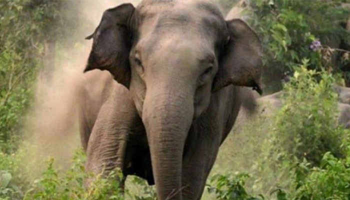 ಬೆಚ್ಚಿಬಿದ್ದ ದಕ್ಷಿಣ ಕನ್ನಡ ಜಿಲ್ಲೆ: ಬೆಳ್ಳಂಬೆಳಗ್ಗೆ ಕಾಡಾನೆ ದಾಳಿಗೆ ಇಬ್ಬರು ಬಲಿ kadane