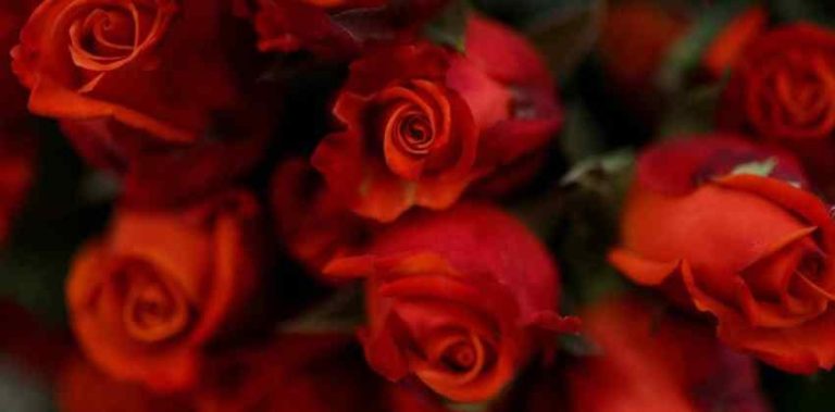 ವ್ಯಾಲೆಂಟೈನ್ಸ್ ಡೇ” ನೇಪಾಳವು ಭಾರತದಿಂದ ಗುಲಾಬಿಗಳ ಆಮದು ನಿಷೇಧ rose