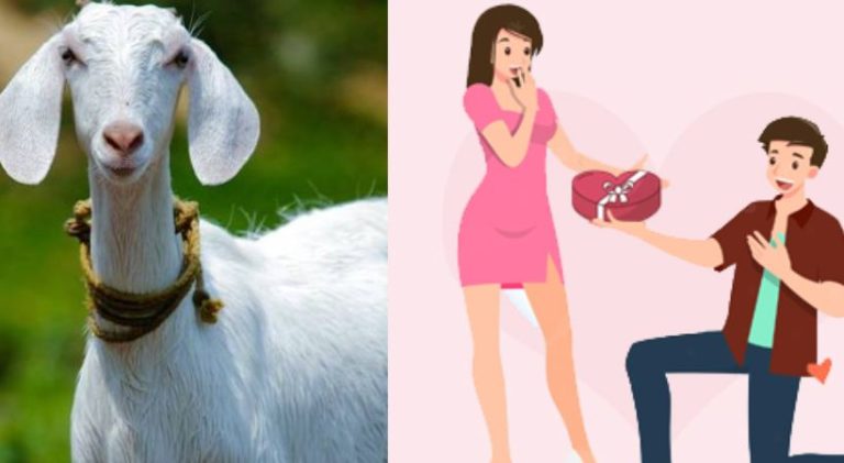 ಪ್ರೇಮಿಗಳ ದಿನದಂದು ತನ್ನ ಗೆಳತಿಗೆ ಉಡುಗೊರೆಯನ್ನು ಖರೀದಿಸಲು ಮೇಕೆಯನ್ನು ಕದ್ದ ವಿದ್ಯಾರ್ಥಿ vidhyarthi