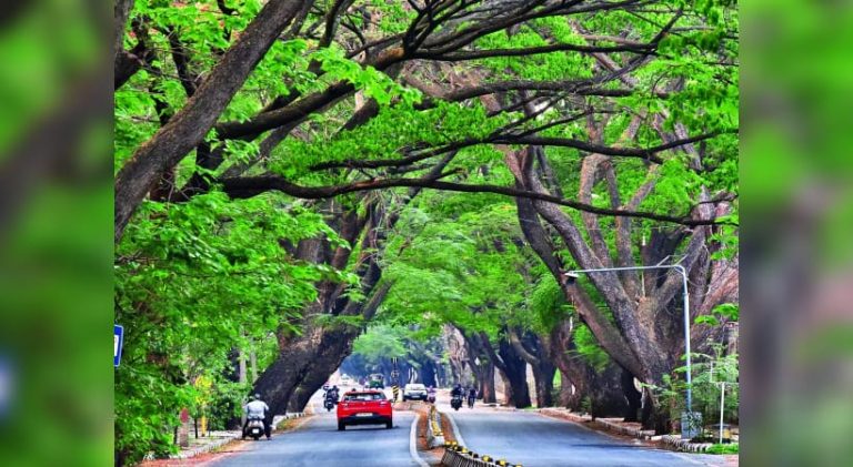 ಉಪನಗರ ರೈಲು ಯೋಜನೆಗಾಗಿ ಬೆಂಗಳೂರಿನಲ್ಲಿ 1200 ಮರಗಳನ್ನು ಶೀಘ್ರದಲ್ಲೇ ಕಡಿಯಲು ಅನುಮತಿ bengalore