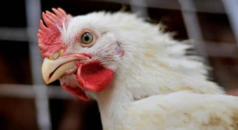 ಕೋಳಿ ಪಕ್ಷಿಯೇ ಅಥವಾ ಪ್ರಾಣಿಯೇ? ಹೈಕೋರ್ಟ್ ಪ್ರಶ್ನಿಸಿದೆ; ಕೋಳಿ ಅಂಗಡಿಗಳಲ್ಲಿ ಗೋಹತ್ಯೆ ಮಾಡಬಾರದು ಎಂದು ಸಾರ್ವಜನಿಕ ಹಿತಾಸಕ್ತಿ ಅರ್ಜಿ chikan