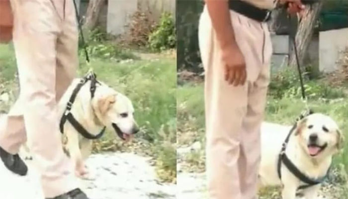 ಕ್ಯಾನ್ಸರ್ ಸೋಲಿಸಿ ಮತ್ತೆ ಕರ್ತವ್ಯಕ್ಕೆ ಮರಳಿದ ಪೊಲೀಸ್ ನಾಯಿ! jemmy