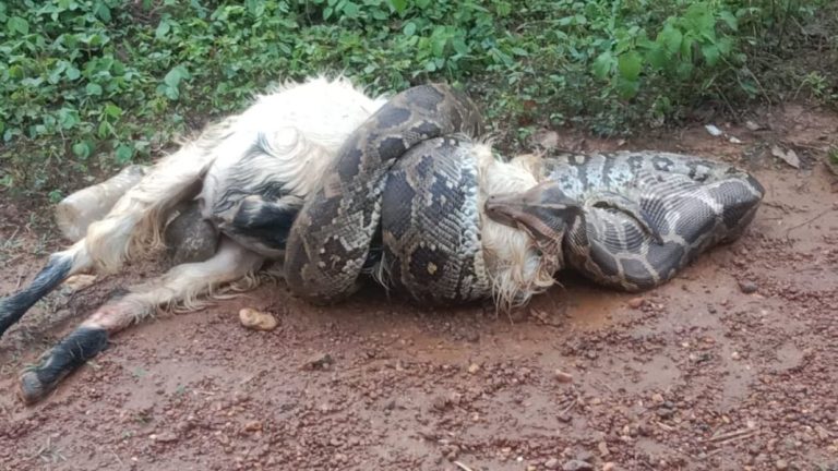 ಮೇಕೆಯನ್ನು ನುಂಗಲು ಯತ್ನಿಸಿ ವಿಪಲವಾದ ಹೆಬ್ಬಾವು kadaba