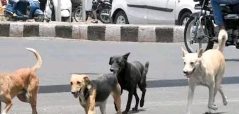 ಜೂನ್ ಅಂತ್ಯದೊಳಗೆ ಬೀದಿ ನಾಯಿ ಗಣತಿ ಆರಂಭಿಸಲು ಬಿಬಿಎಂಪಿ ಸಿದ್ಧತೆ street dogs