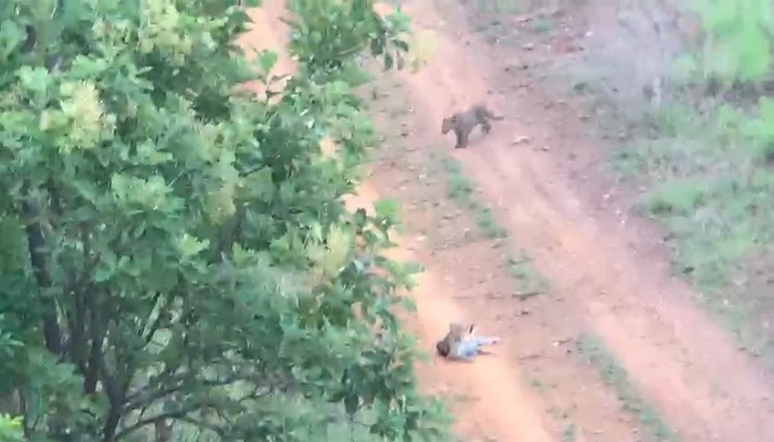 ರಂಗನಗುಡ್ಡದಲ್ಲಿ ಮೂರು ಚಿರತೆಗಳು ಪ್ರತ್ಯಕ್ಷ: ಆತಂಕದಲ್ಲಿ ಸಾರ್ವಜನಿಕರು thumakur