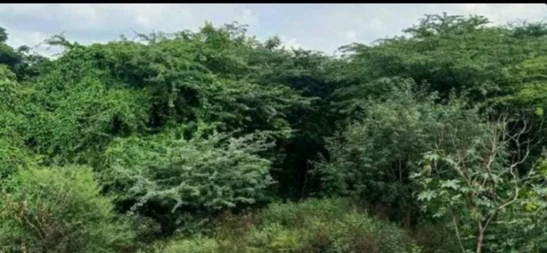 ಬಾಣಸವಾಡಿ ಕೆರೆ ಒತ್ತುವರಿ; ತಹಶೀಲ್ದಾರ್ ಗೆ ನೋಟಿಸ್ banasavadi lake