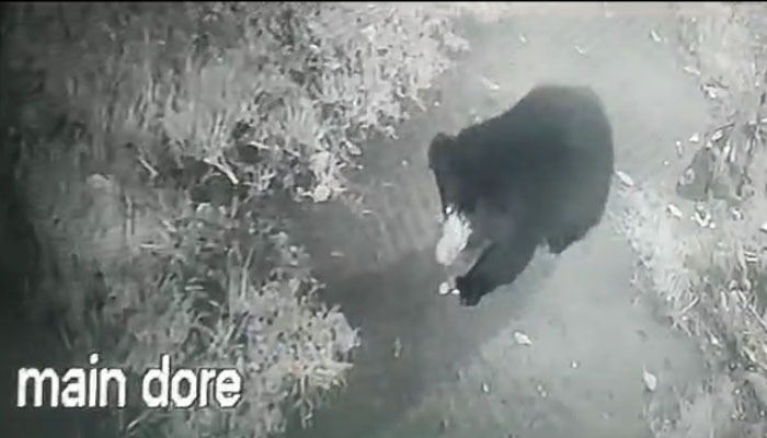 ಗ್ರಾಮದ ವರವಲಯದಲ್ಲಿ ಬೀಡು ಬಿಟ್ಟಿರುವ ಕರಡಿ: ರಾತ್ರಿಯಾಗುತ್ತಿದ್ದಂತೆ ಗ್ರಾಮದೊಳಗೆ ನುಗ್ಗಿ ಅವಾಂತರ ಸೃಷ್ಟಿ bear