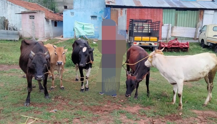 ಹೆಚ್.ಡಿ.ಕೋಟೆ: ಲಕ್ಷಾಂತರ ಮೌಲ್ಯದ ಹಸು, ಟಗರು ಕಳವು: ಕೇರಳ ಮೂಲದ ಇಬ್ಬರು ಆರೋಪಿಗಳ ಬಂಧನ cow